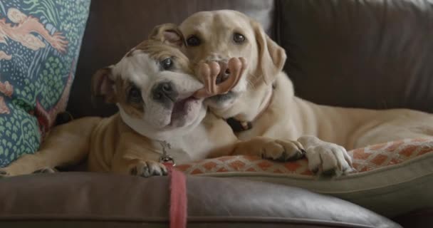 Bulldog Puppy Golden Retriever Playing Each Other — Stock Video