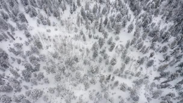 Aerial Top Drone View Snowy Rural Area Colorado Surrounded Snow — Stockvideo