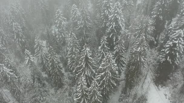 Jib Snow Covered Pine Forest Winter — Stock video