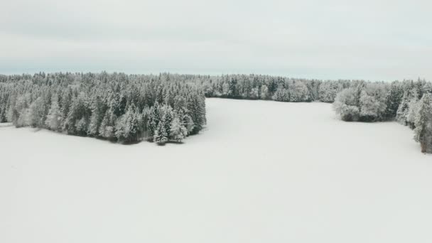 Aerial Forests Standing Beautiful Snow Covered Landscape — Video