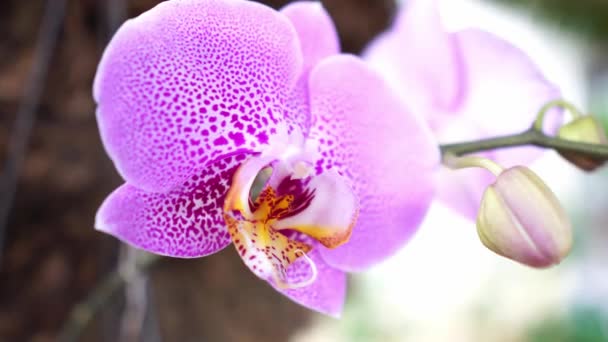 Detail Closeup Purple Orchid Flower Trembling Softly Day Blooming — 图库视频影像