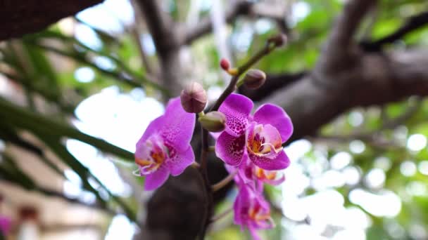 Purple Orchid Blowing Wind Moving Shaking Blooming Delicate Flower — Stockvideo