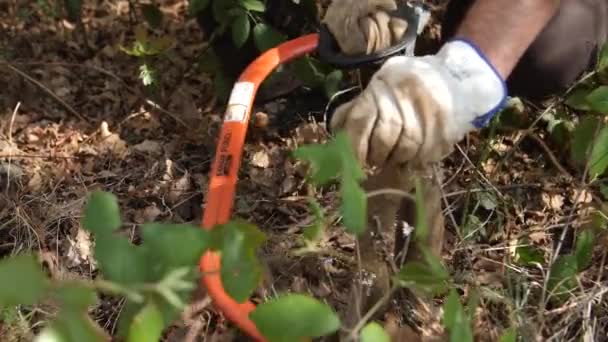 Hands Cutting Hand Saw Small Invasive Tree Acacia Family Galicia — Stock video