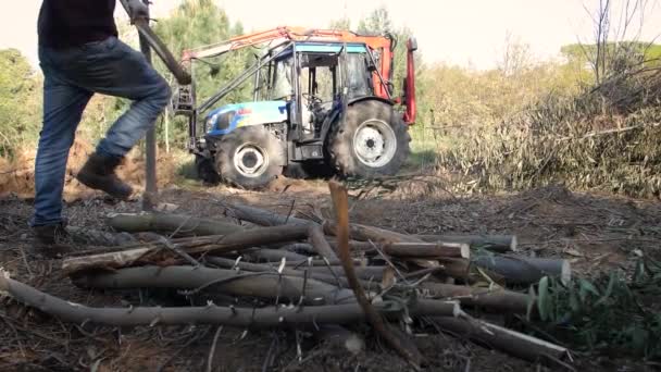 Wood Worker Trows Acacia Log Wood Pile Slowmotion — Stockvideo