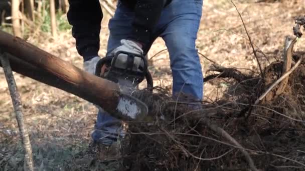 Woodworker Cutting Chainsaw Invasive Acacia Tree Wearing Blue Jeans Galicia — Vídeo de stock
