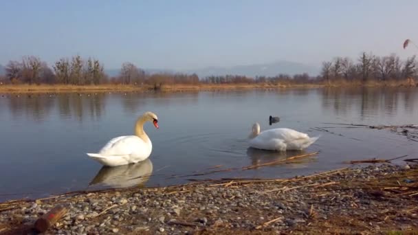 Two White Swans Lake Cleaning Themselves One Black Duck Background — Vídeo de stock