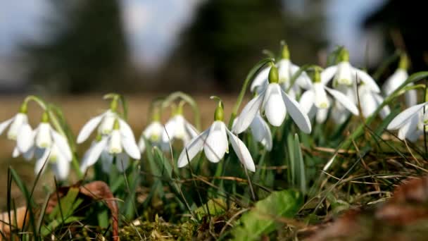 Closeup Multiple White Snowdrop Plant Ground — Stock videók