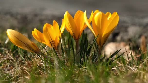 Close Yellow Crocus Growing Ground — Stockvideo