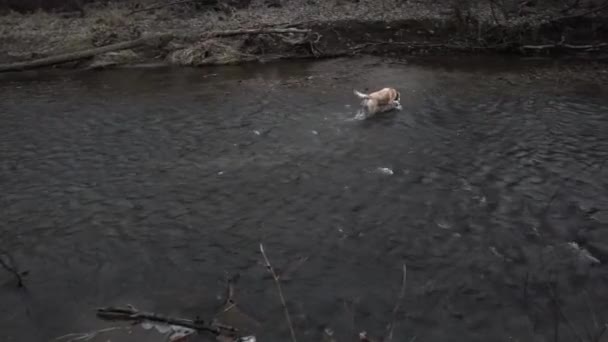 Video Yellow Labrador Retriever Dog Playing Water Creek — Vídeos de Stock