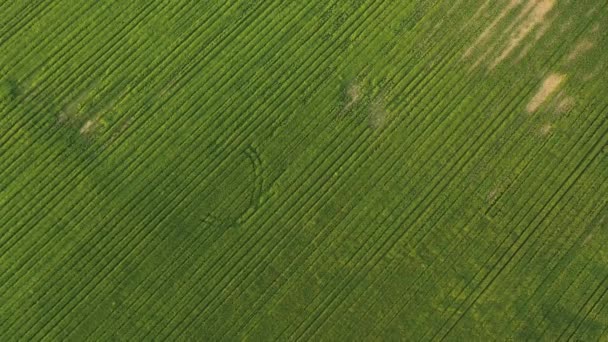 Aerial Drone Shot Grassland Farming Agriculture — 图库视频影像