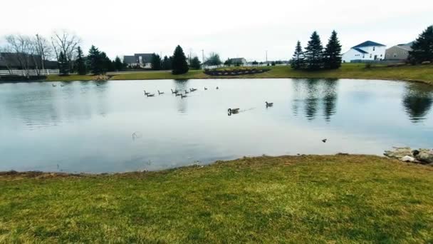 Enten Schwimmen Auf Dem Teich — Stockvideo