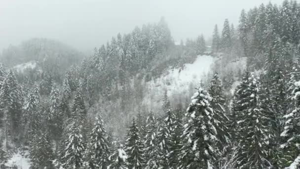 Aerial Snow Covered Treetop Vast Forest Winter — Stock video