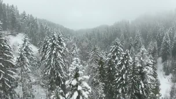 Flying Tree Tops Beautiful Snow Covered Forest — Stok video