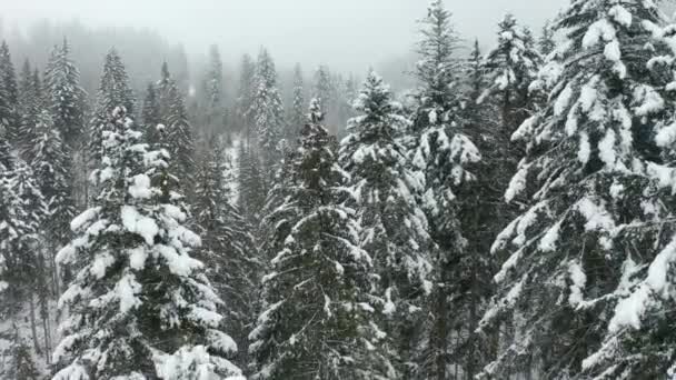 Aerial Jib Tree Tops Revealing Beautiful Forest Winter Fog Background — Wideo stockowe