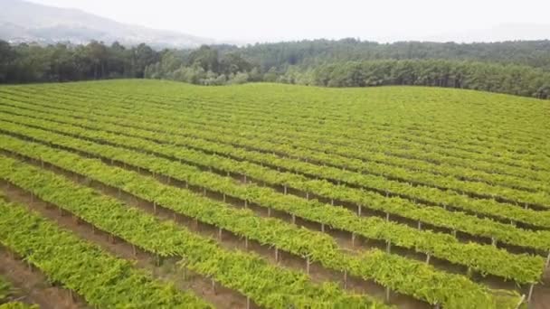 Aerial View Vineyard Galicia Designation Origin Rias Baixas — 图库视频影像