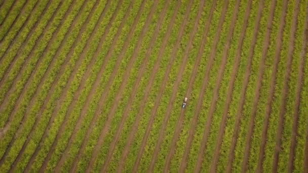 Aerial View Vineyard Tractor Harvest Albario Grapes Galicia — ストック動画