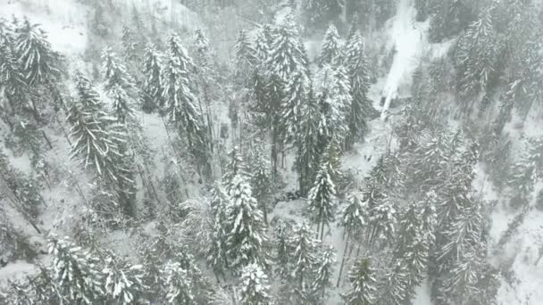 Jib Snow Covered Pine Trees Beautiful Forest — Stockvideo