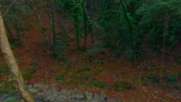 Small River Woods Italy Tuscany Aerial Pov View — Vídeos de Stock