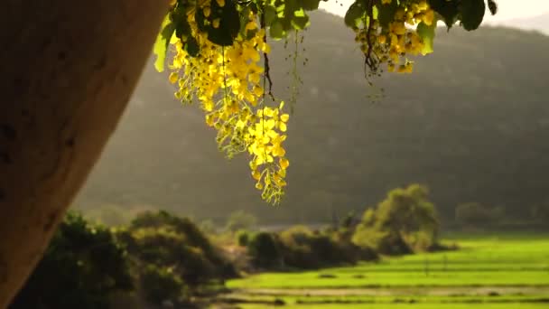 Yellow Flowers Golden Shower Tree Sway Wind Sunny Day — Stok Video