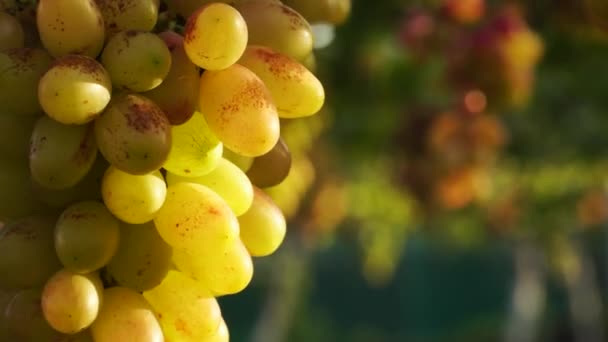 Green Grape Bunch Swaying Wind Golden Yellow Ripe Fruits Close — Vídeo de stock