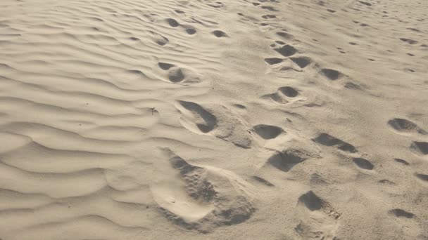 Сліди Піщаних Дюнах Пустеля Яскравий Сонячний День Знімається — стокове відео