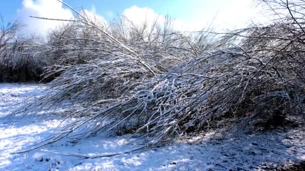 Τέλος Του Χειμώνα Στην Αυστρία Χιόνι Πέφτει Από Κλαδιά Δέντρων — Αρχείο Βίντεο