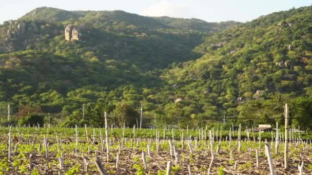 Vietnamese Vineyard Valley Sunshine Vines Being Pesticide Sprayed — Stockvideo