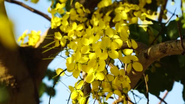 Close Yellow Golden Shower Flowers Blooming Sunny Day — Vídeo de Stock