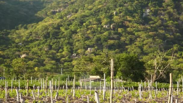 Serene Vietnamese Vineyard Grapevine Manual Pesticide Spraying Labor — Stok Video