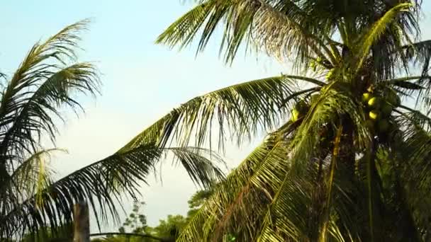 Fresh Green Coconuts Palm Tree Warm Sunny Day — Vídeo de Stock