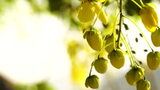 Golden Shower Flower Buds Sway Wind Selective Focus Close — 비디오