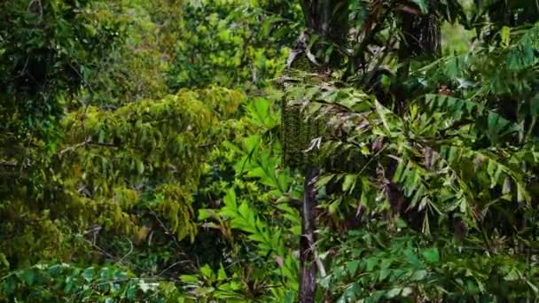 Unripe Green Fruits Caryota Mitis Known Fishtail Palm Asian Jungle — 图库视频影像