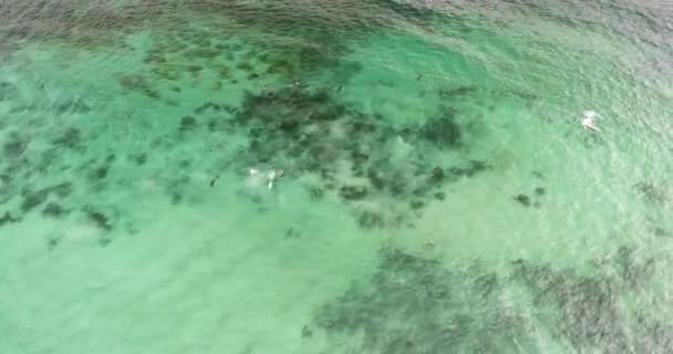 Dolphins Playing Water Rocky Beach South Australia — Stockvideo