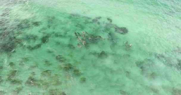 Δελφίνια Παίζοντας Στο Νερό Κοντά Μια Βραχώδη Παραλία Στη Νότια — Αρχείο Βίντεο