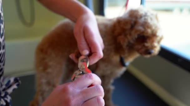 Close Shot Mini Golden Doodle Getting Its Toe Nails Clipped — Stock Video