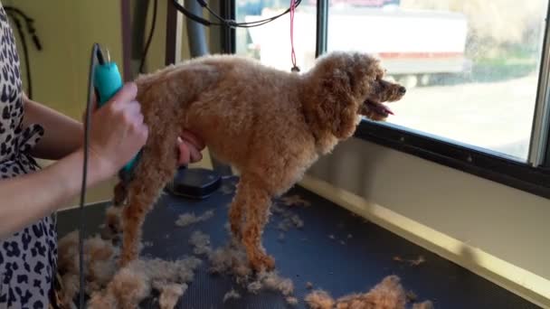 Cute Mini Golden Doodle Puppy Gets Its Curly Fur Cut — Vídeo de Stock