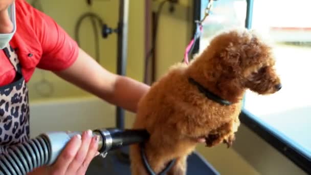 Mini Golden Doodle Stands Table Grooming Truck While Getting Blow — 图库视频影像