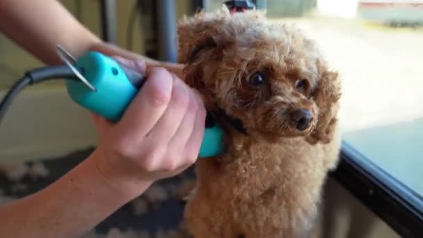 Close Face Shot Cute Mini Poodle Doodle Getting Its Curly — 图库视频影像