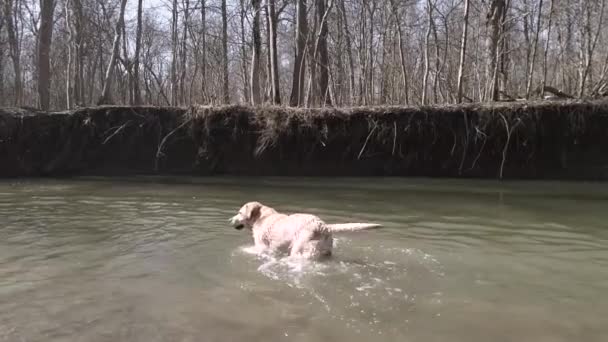 Slow Motion Golden Retriever Dog Playing Fetch Creek — Wideo stockowe