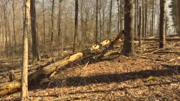 Tree Fallen Woods — Video