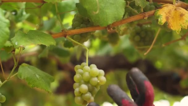 Hands Harvesting Bunch Albario Grapes Galicia — 图库视频影像