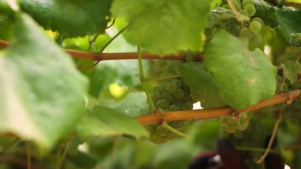 Detail Bunch Wine Grapes Hands Background Harvest — Stock video