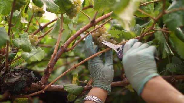 Close Hands Vineyard Harvest Bunch White Albario Wine Grapes Galicia — ストック動画