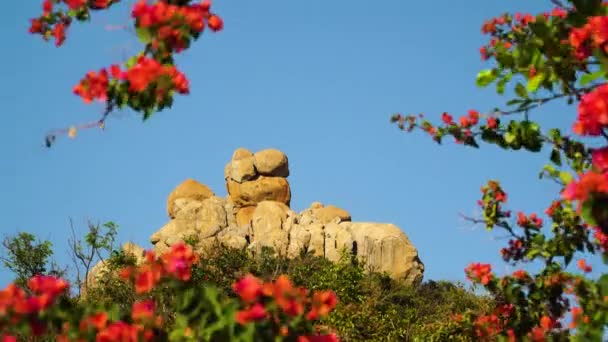 Majestic Rock Hang Rai Coast Vietnam Surrounded Red Flowers — 비디오