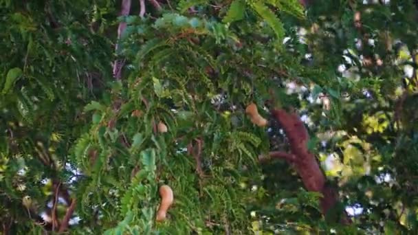 Close Tamarind Tree Ripe Fruit Pods — Stockvideo