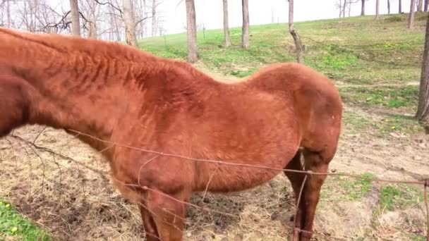 Brown Quarter Horse Posing Fence Camera — Wideo stockowe