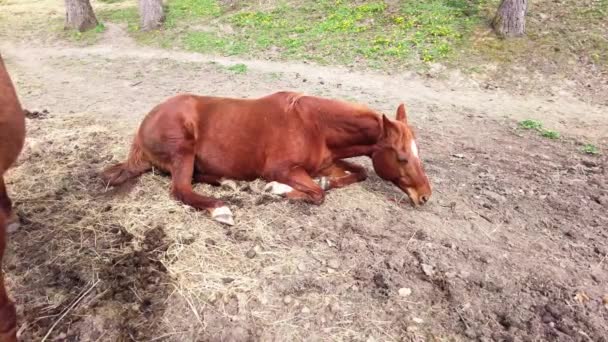 Horse Sleeping While Laying Ground Summer — Stok video
