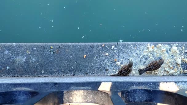Couple Sparrows Eating Bread Crumbs Pond Ledge Retiro Park Madrid — Stock videók