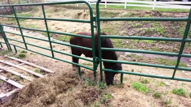 Black Mini Horse Eating Grass Farm Next Creek — Videoclip de stoc