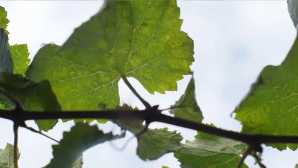 Detail Wet Vine Leaves Vineyard Galicia — ストック動画